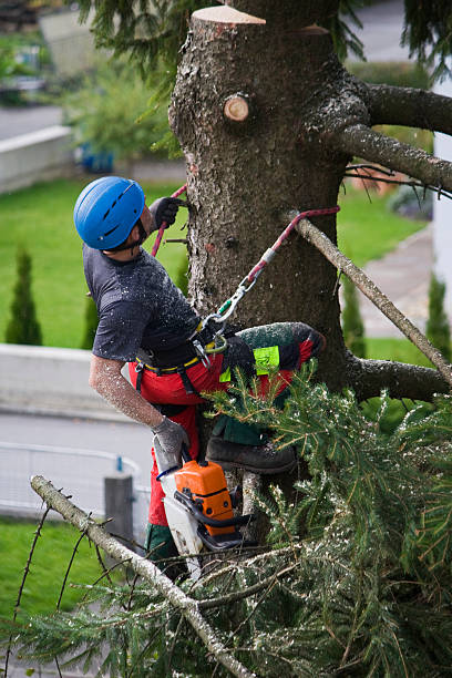 Tree Services